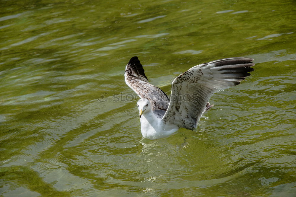 Similar – Image, Stock Photo I gotta go! Environment