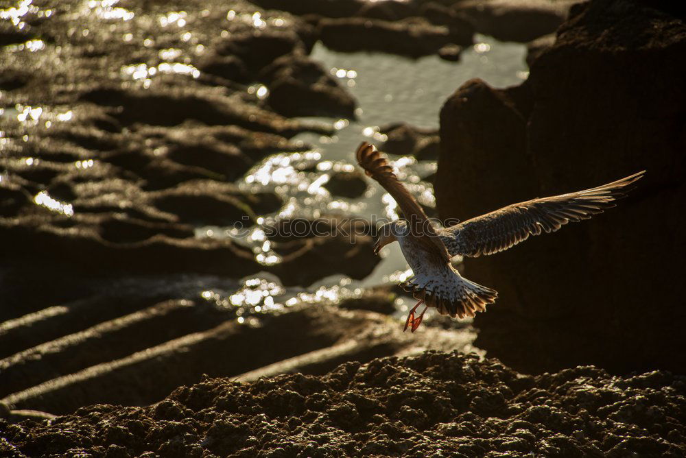 Similar – Low tide? Ocean Surfing