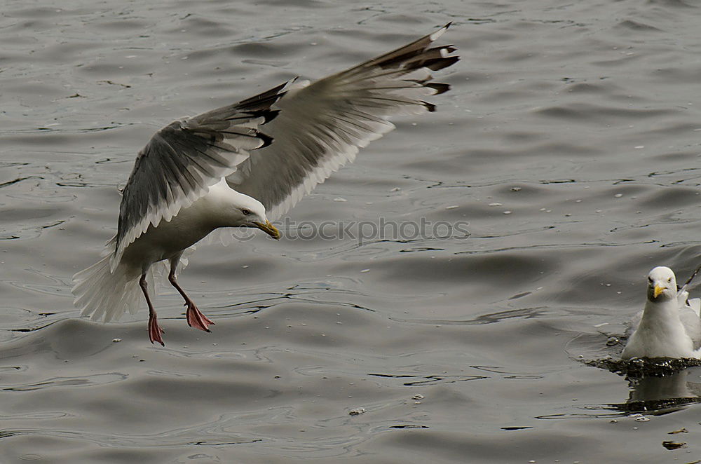 Similar – Foto Bild Luftkampf Vogel Möwe Tier