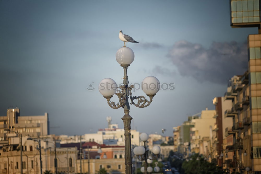 Similar – Image, Stock Photo BirdPerspective