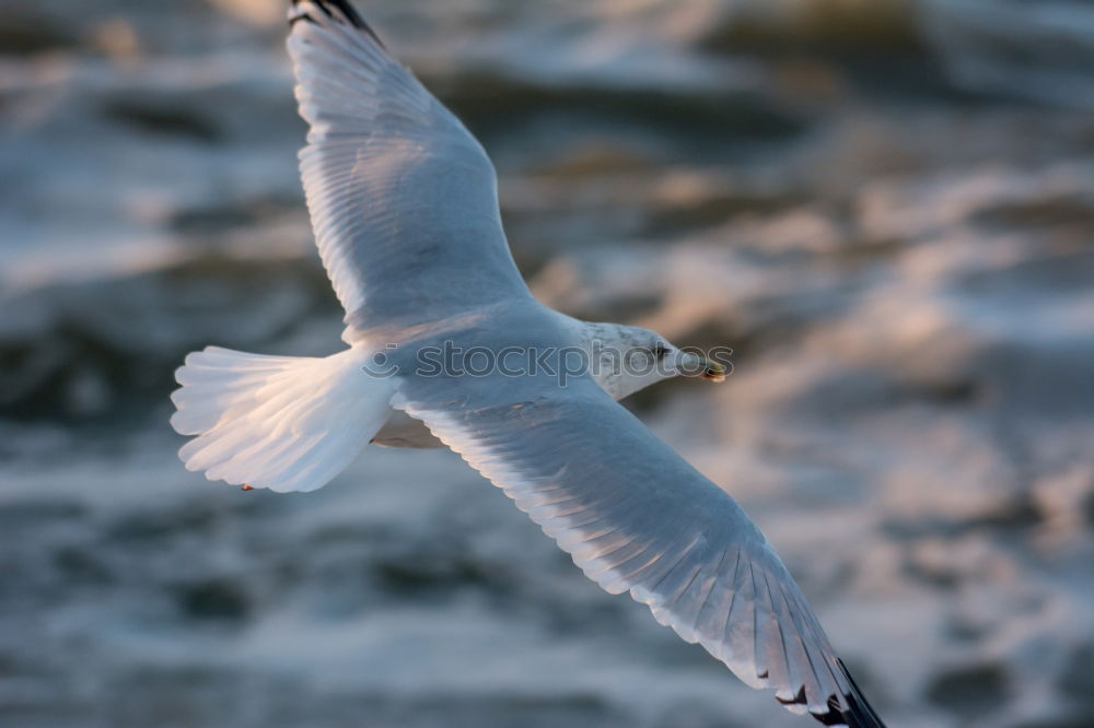 Similar – Image, Stock Photo ” Attention ” Landing. Two pelicans flying over the water. Below you can see other pelicans with their heads. My favorite birds on approach.