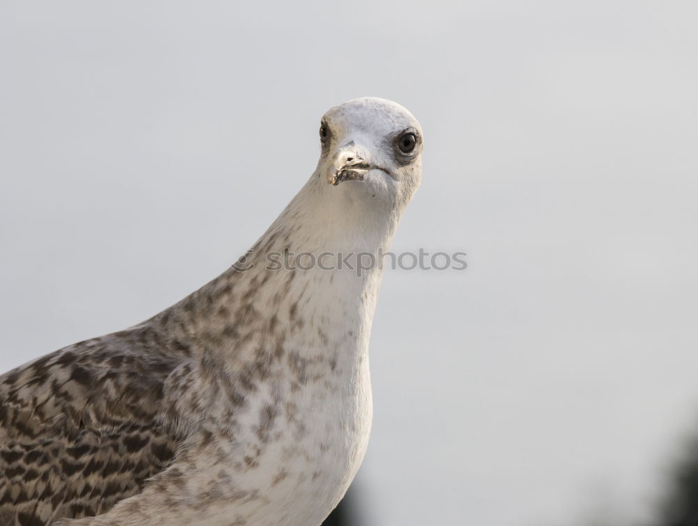 Similar – Image, Stock Photo A sea rat rarely comes alone