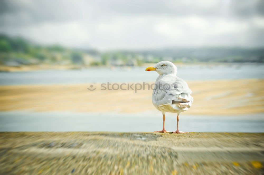 Similar – Image, Stock Photo waiting Colour photo