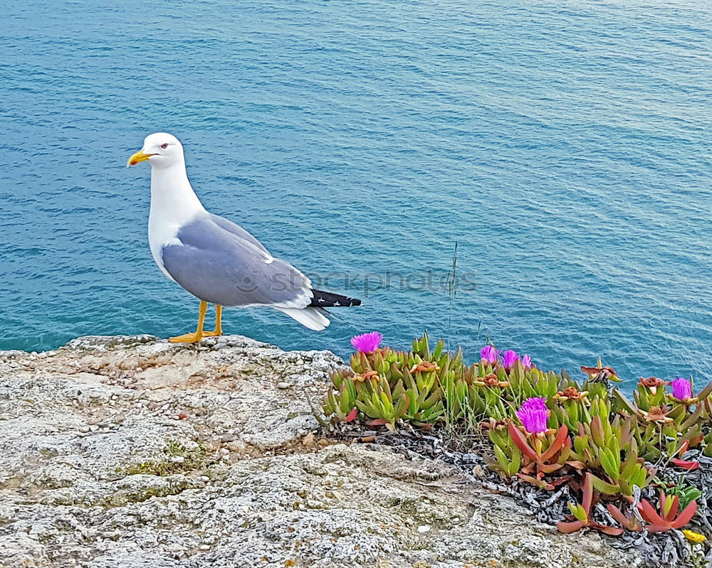 Similar – Foto Bild mal überlegen…. Vogel