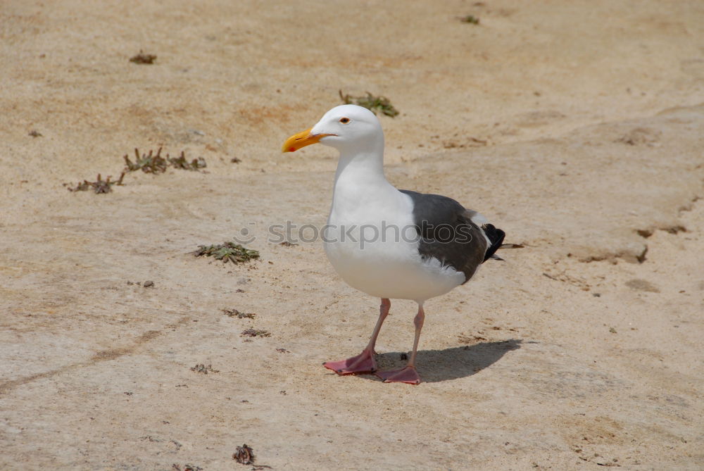 Similar – Foto Bild Ärgernis Möwe Silbermöwe