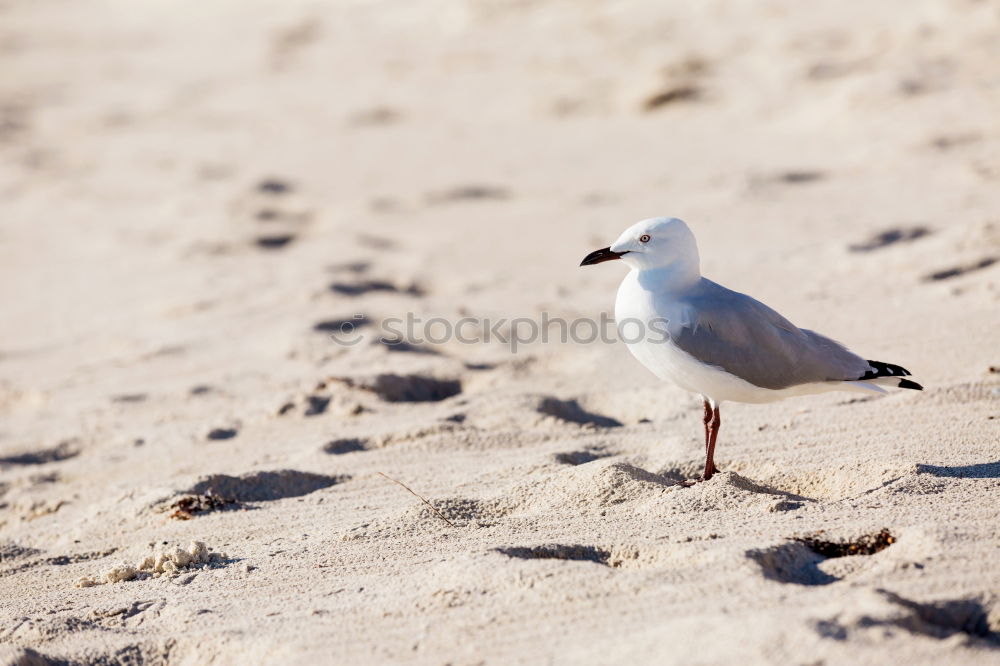 Similar – Image, Stock Photo white gull walks along the sandy beach