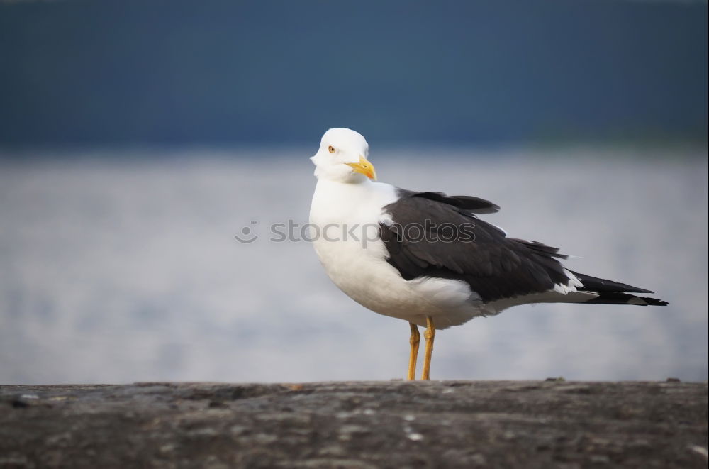 Similar – Image, Stock Photo gull’s eye Water Coast