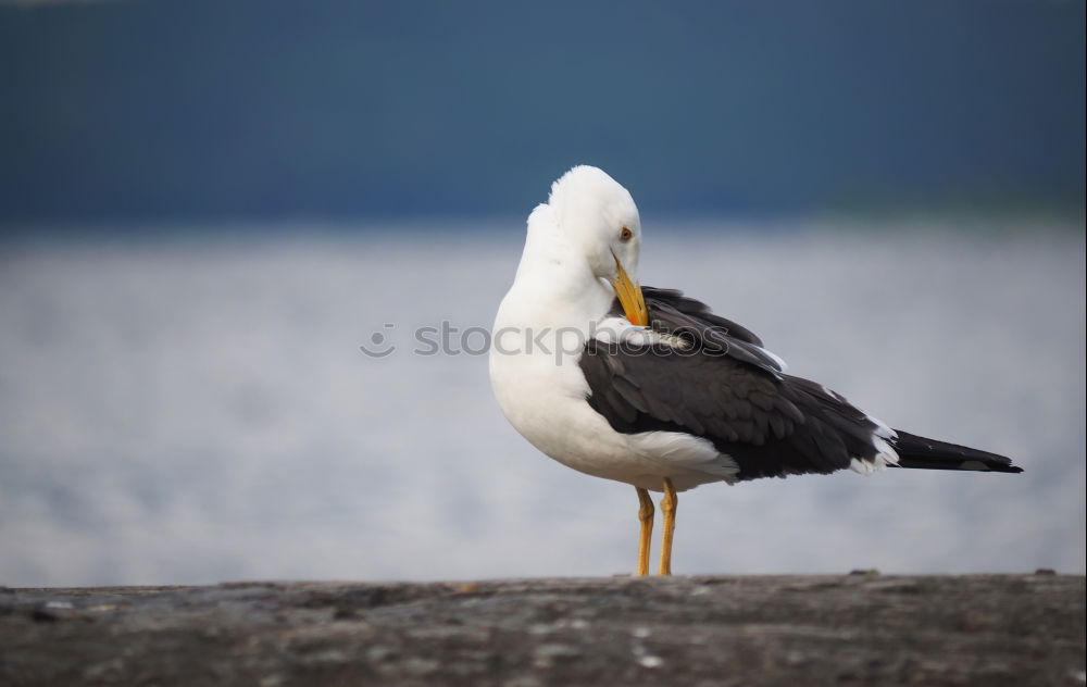 Similar – pelican Bird Pelican