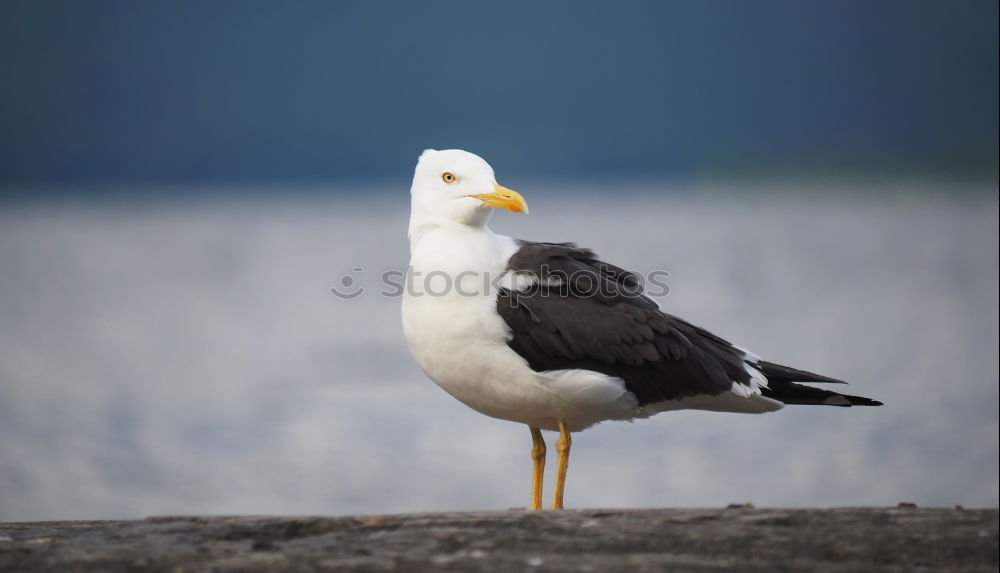 Similar – Image, Stock Photo A sea rat rarely comes alone