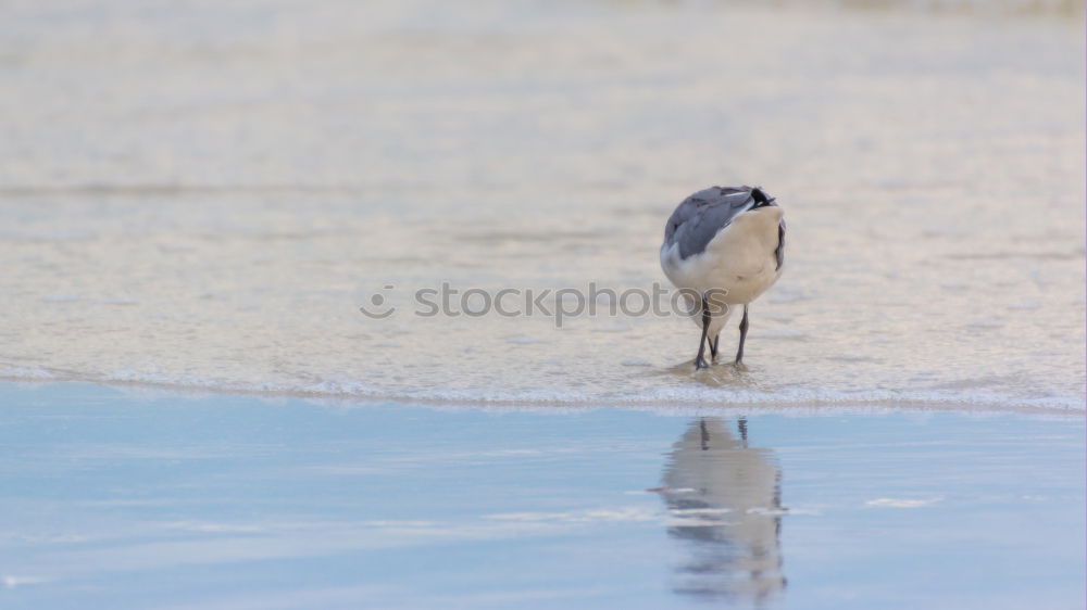 Similar – Image, Stock Photo It’s to herringbone Summer