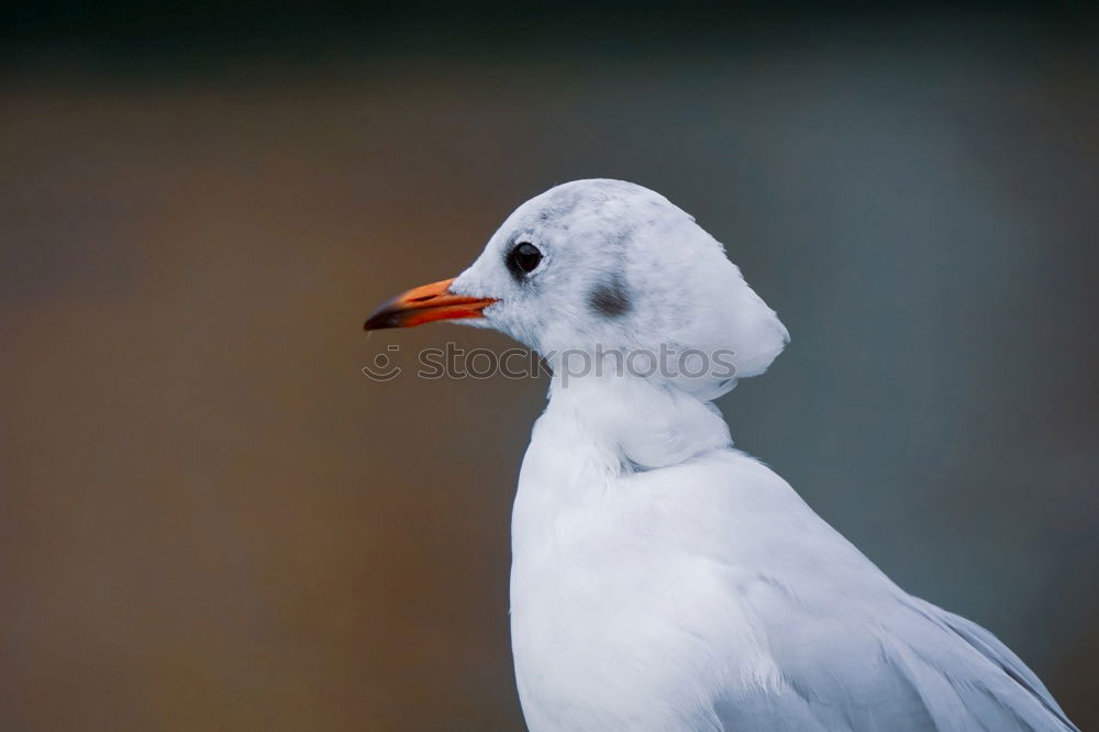 Image, Stock Photo Black-headed Gull, close-up view