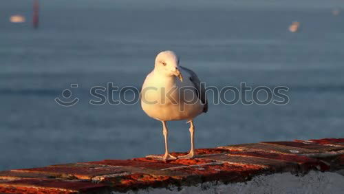 Similar – Image, Stock Photo double holds better