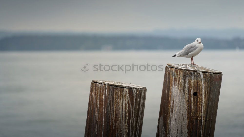 Similar – Image, Stock Photo Bird as pile seater