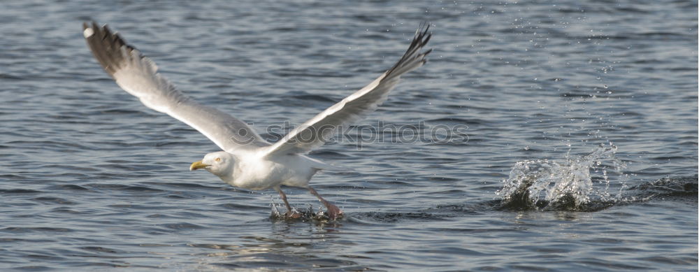 Similar – Foto Bild Streithähne Möwe