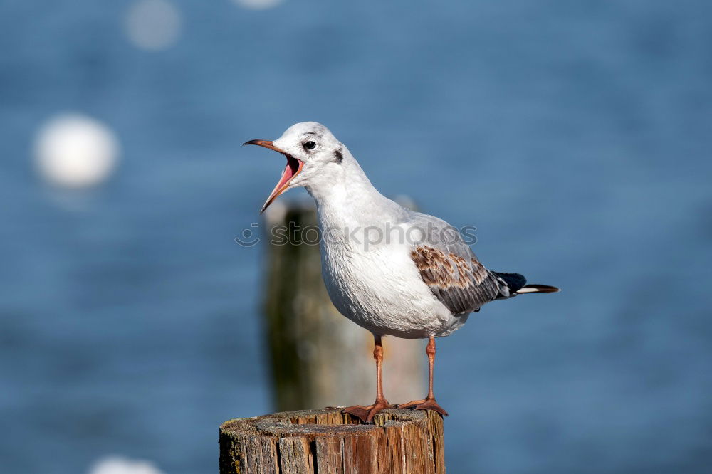 Similar – Taube schön Freiheit Natur