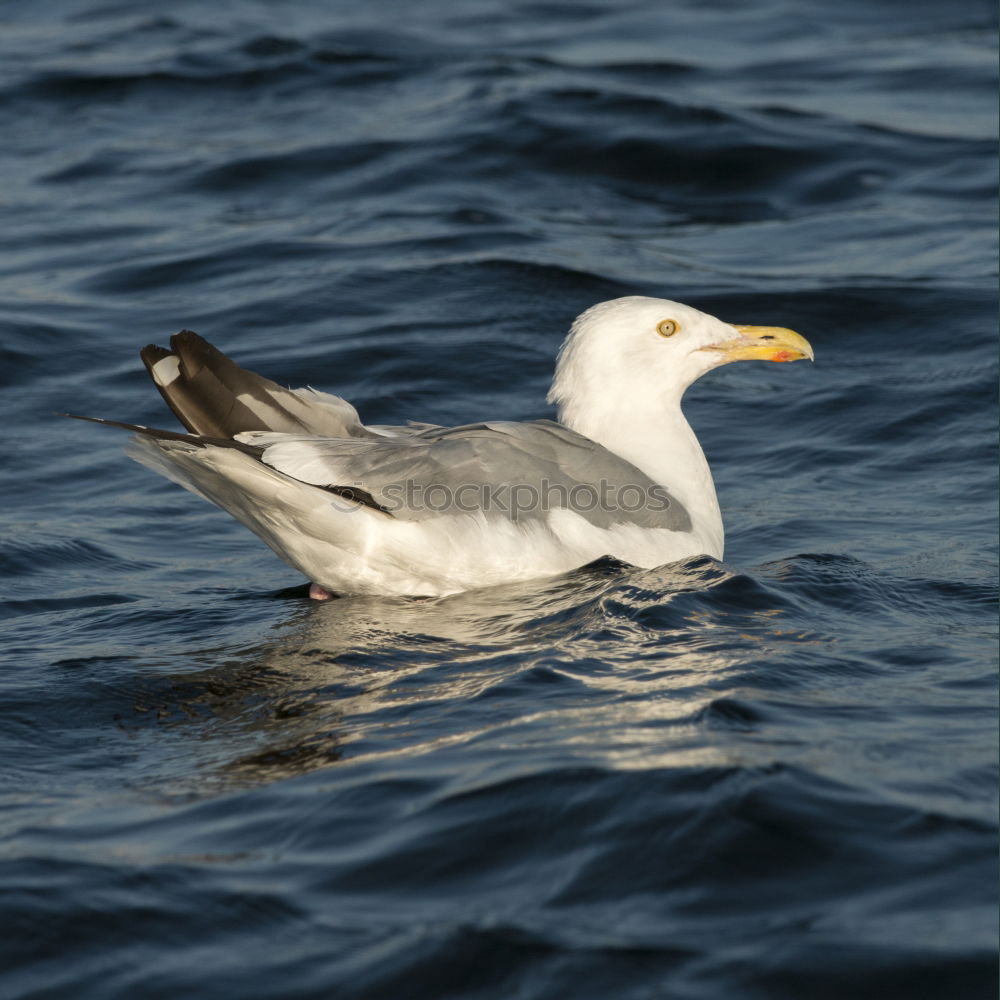 Similar – Image, Stock Photo sea bird Seagull White