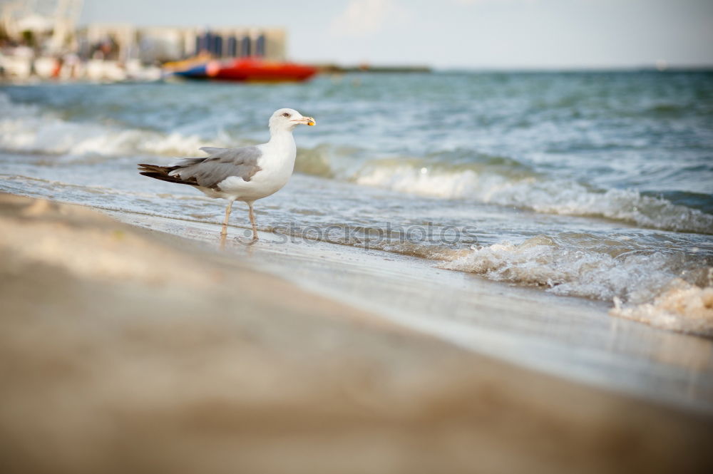 Similar – Image, Stock Photo Pigeon taking off Animal