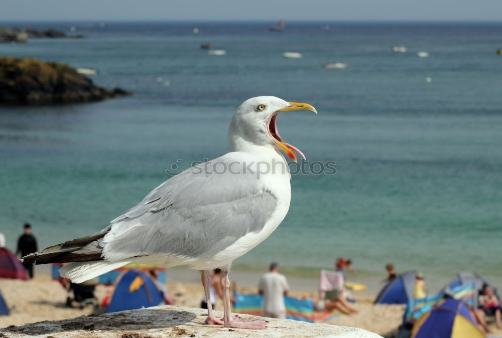 Similar – Foto Bild mal überlegen…. Vogel