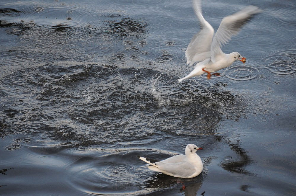 Similar – Foto Bild Streithähne Möwe