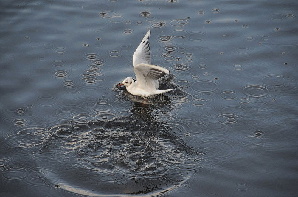 Similar – Cygnus olor Umwelt Natur