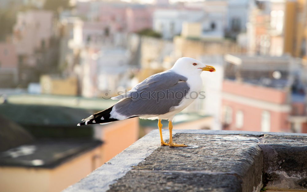 Similar – Image, Stock Photo Good prospects Seagull