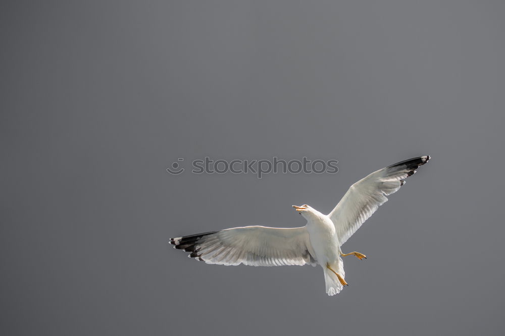 Similar – Image, Stock Photo What weird bird are you?