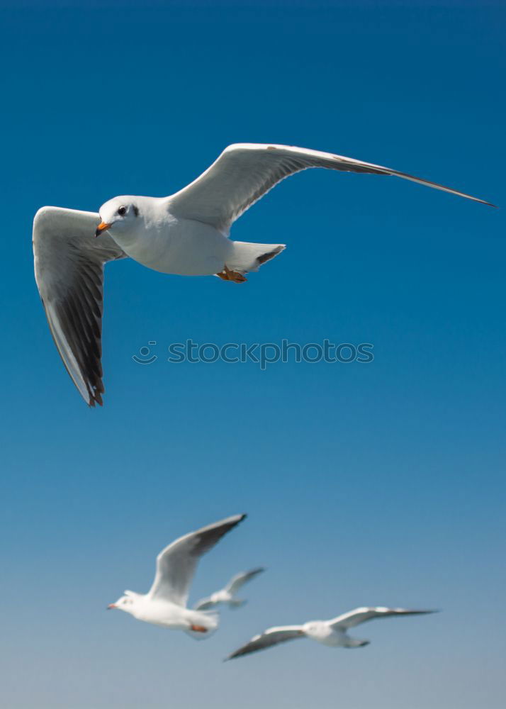 Similar – Image, Stock Photo formation flight Animal