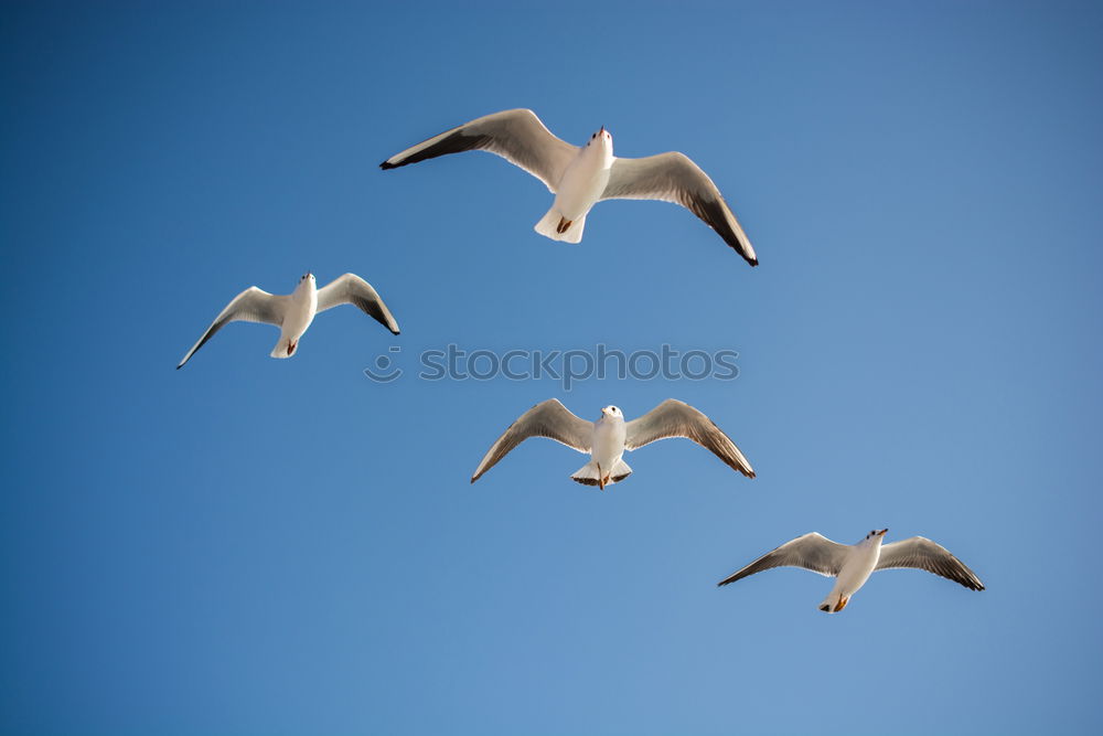 Similar – Image, Stock Photo formation flight Animal