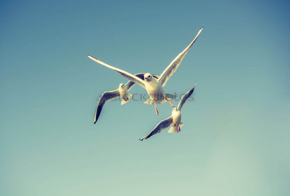 Similar – Image, Stock Photo ” Attention ” Landing. Two pelicans flying over the water. Below you can see other pelicans with their heads. My favorite birds on approach.