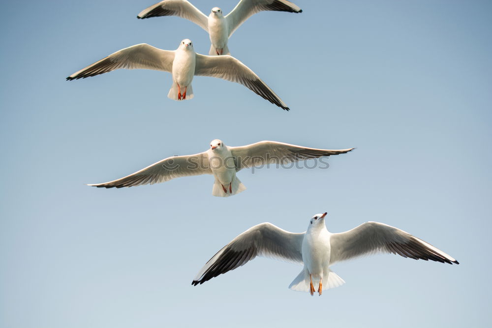 Similar – Image, Stock Photo formation flight Animal