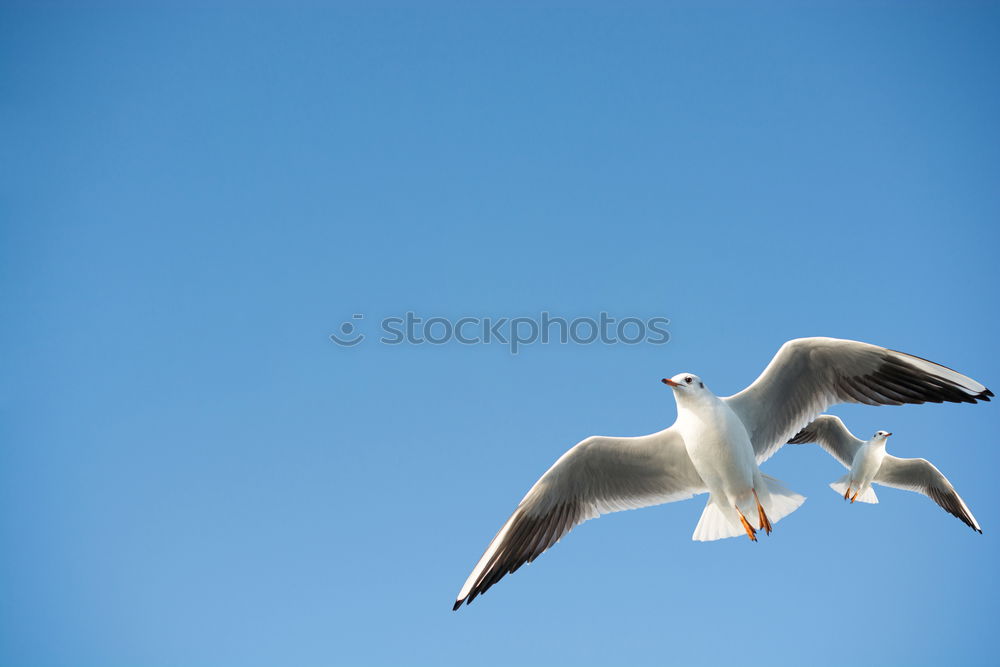 Similar – Image, Stock Photo Look who’s flying here ;-)