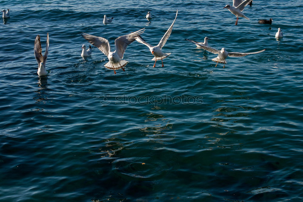 Similar – Seagull swarming 4