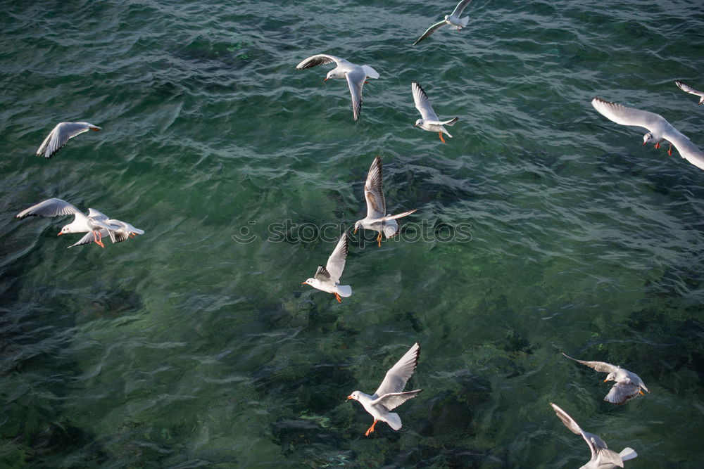 Similar – Seagull swarming 4