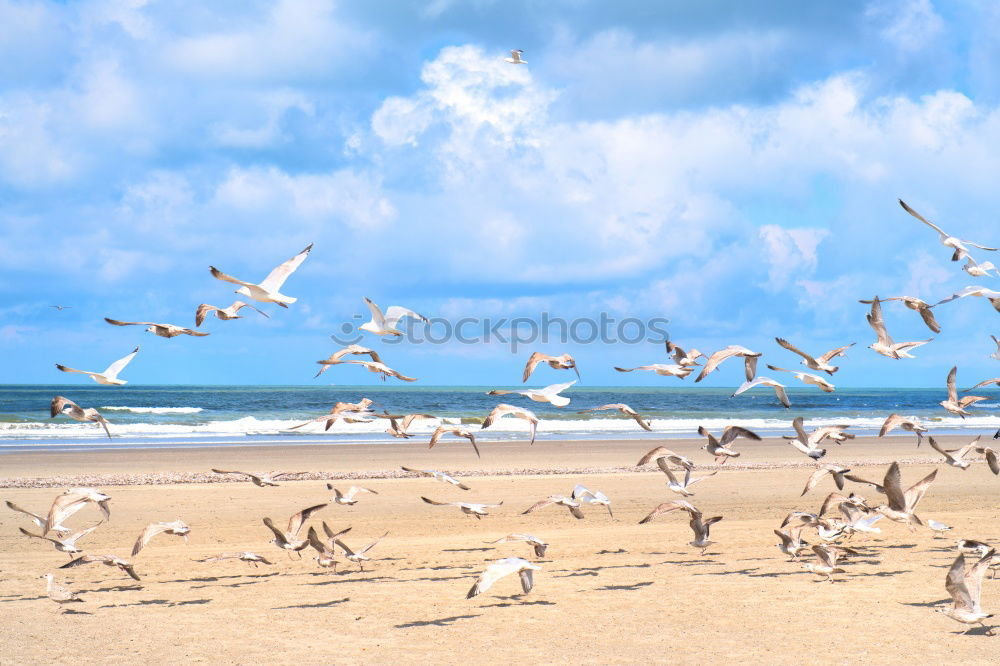 Similar – Image, Stock Photo Black-headed gulls fly over a Baltic beach