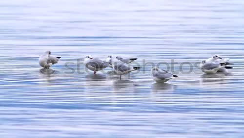 Similar – Image, Stock Photo The three seagulls Nature