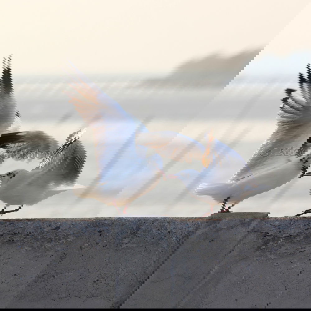 Similar – Foto Bild Aus der Reihe tanzen Vogel