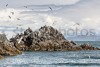 Similar – Image, Stock Photo Birds fill the sky in Paracas National Park, Pisco Peru