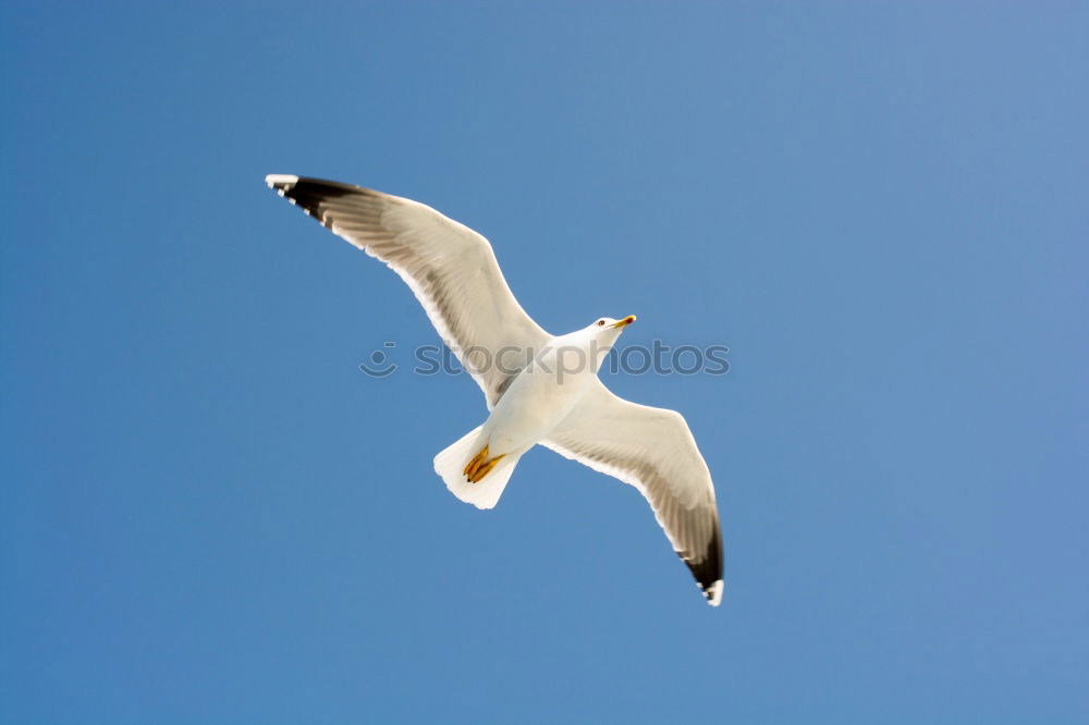 Similar – Image, Stock Photo seagull Seagull