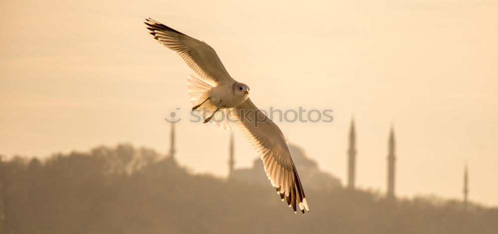 Similar – Image, Stock Photo Up and away! North Sea