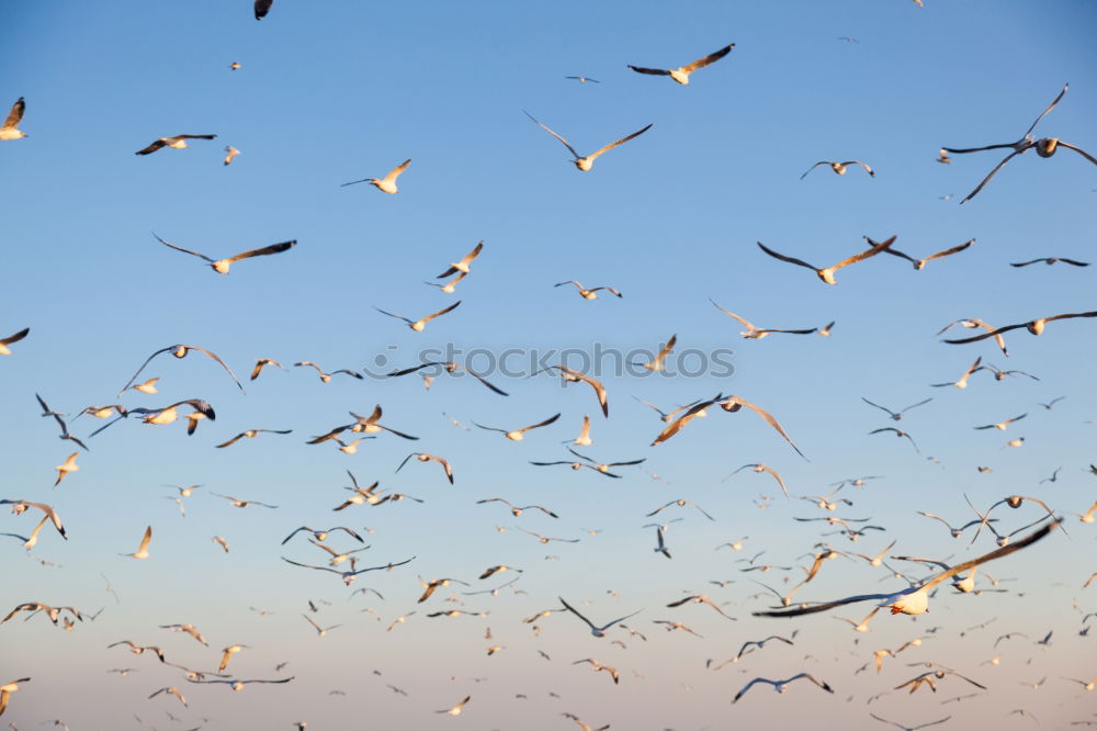 Similar – Black birds on blue sky