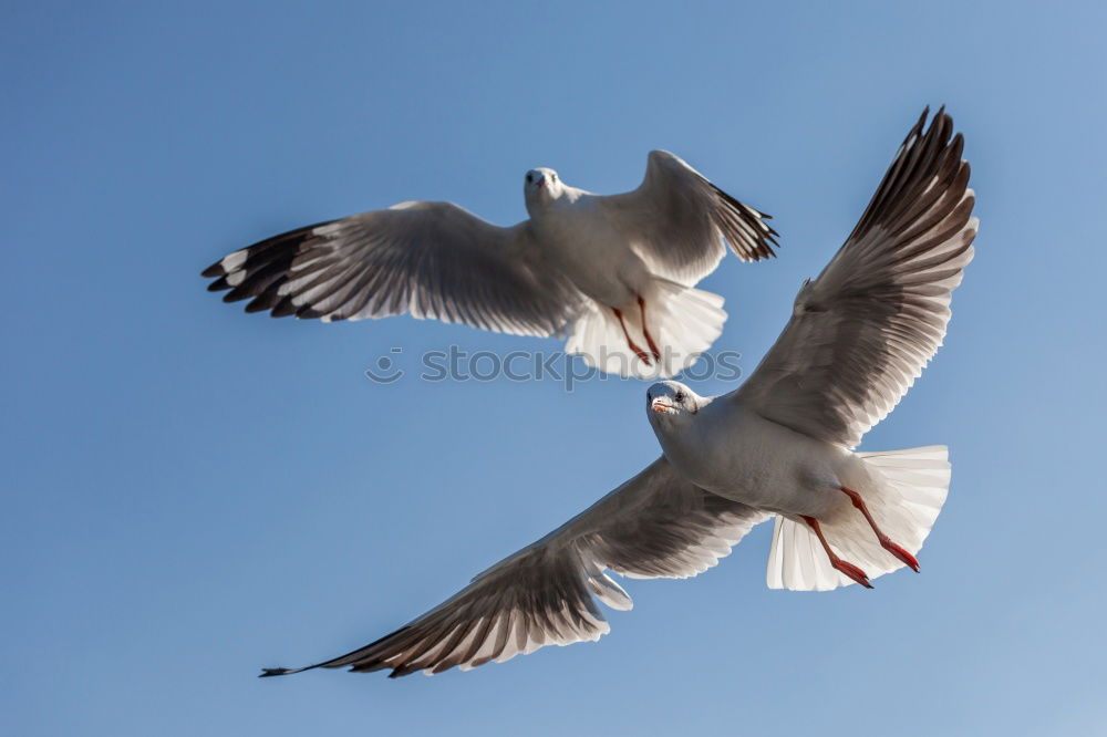 The seagulls