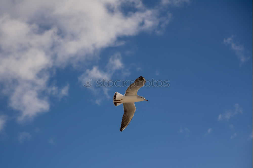 Similar – Morgenmöwe Möwe Vogel Meer