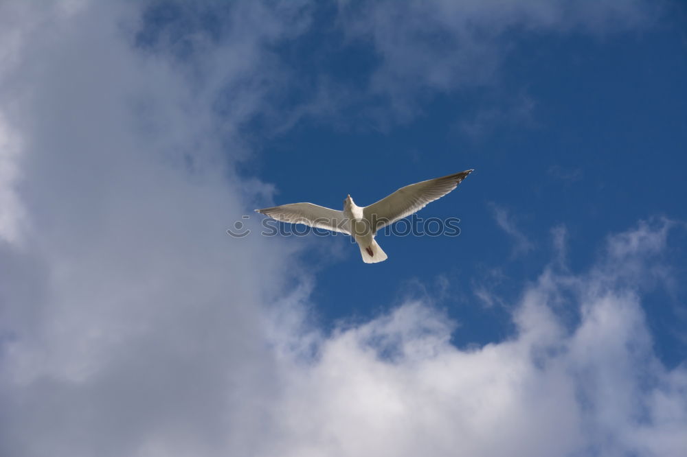 Similar – Morgenmöwe Möwe Vogel Meer