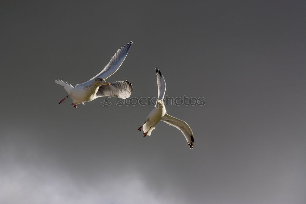 Similar – three friends Seagull