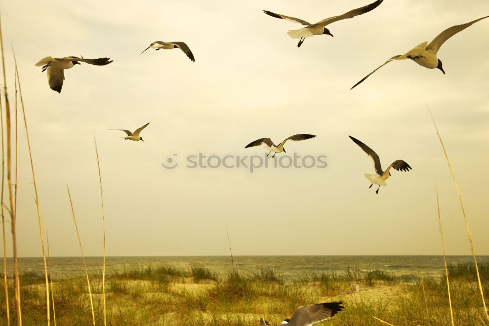 Similar – Image, Stock Photo Black-headed gulls fly over a Baltic beach