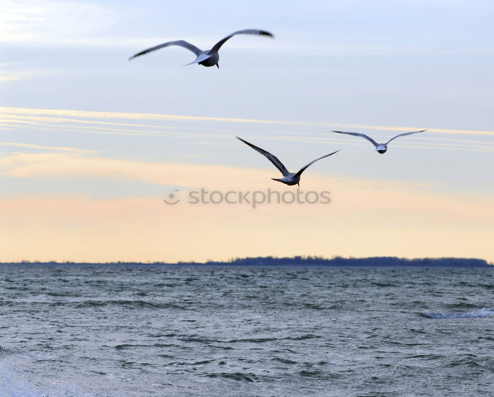 Similar – Seagulls circle over groynes at the Baltic Sea beach