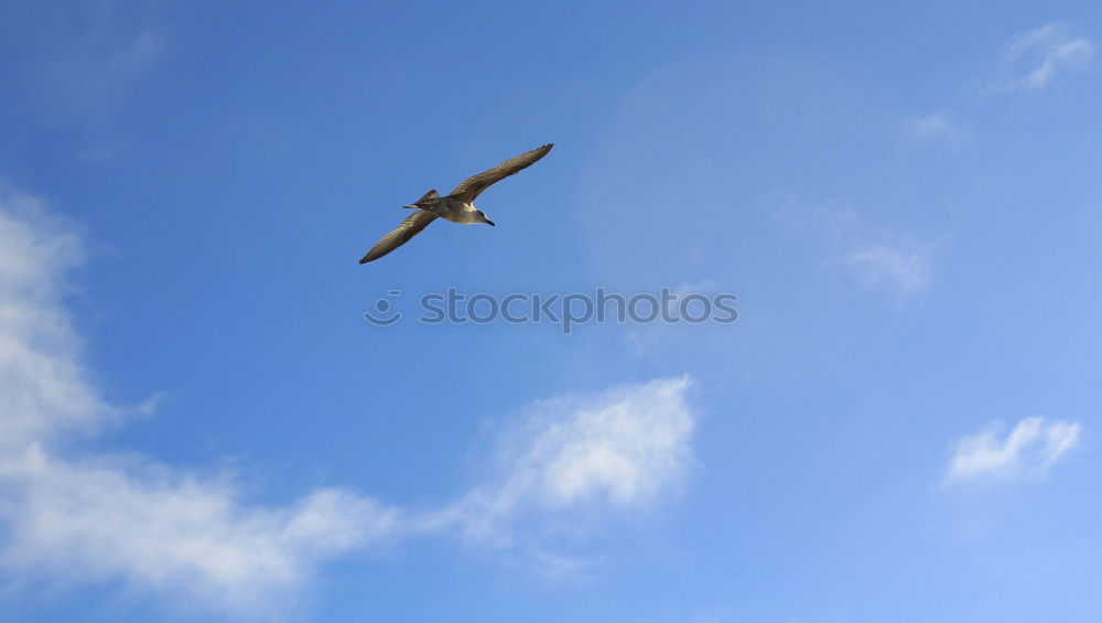 Similar – Image, Stock Photo fair weather flight