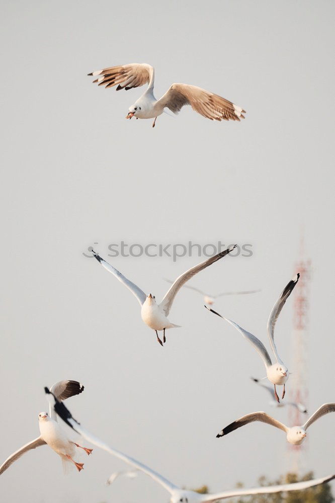 Similar – flugmöwen Natur Luft