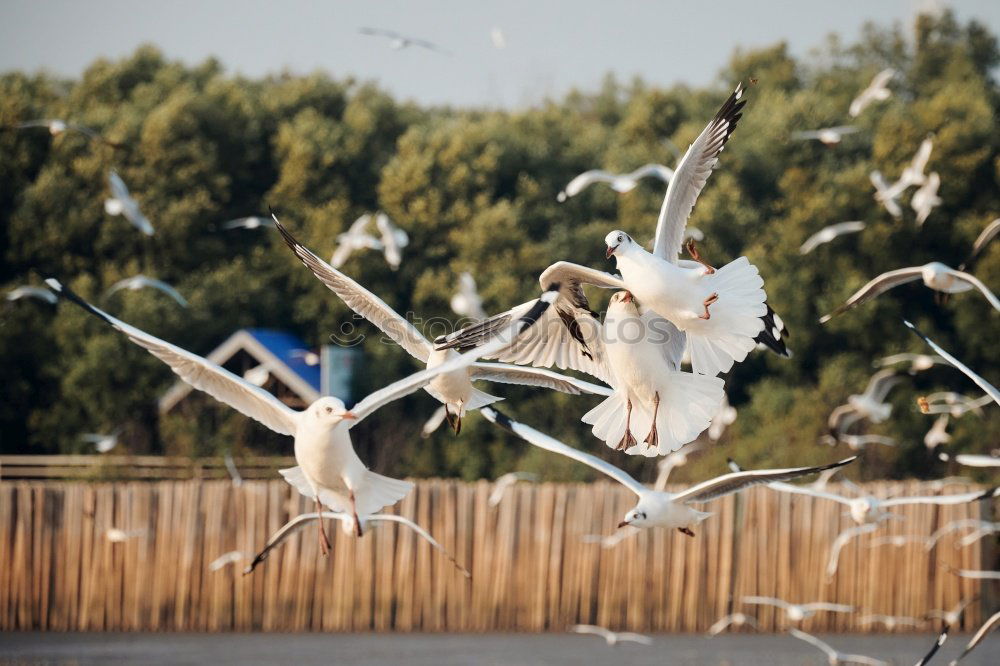 Similar – Image, Stock Photo a flock of seagulls flies up excitedly from a wooden jetty by the lake