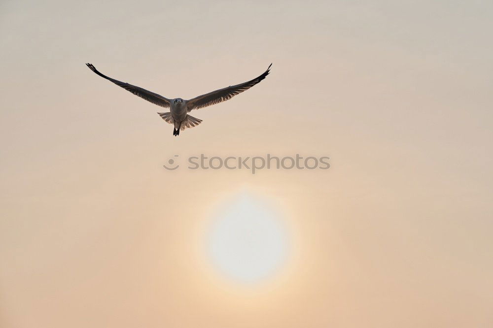 Similar – Foto Bild sturzflug Himmel Wolken